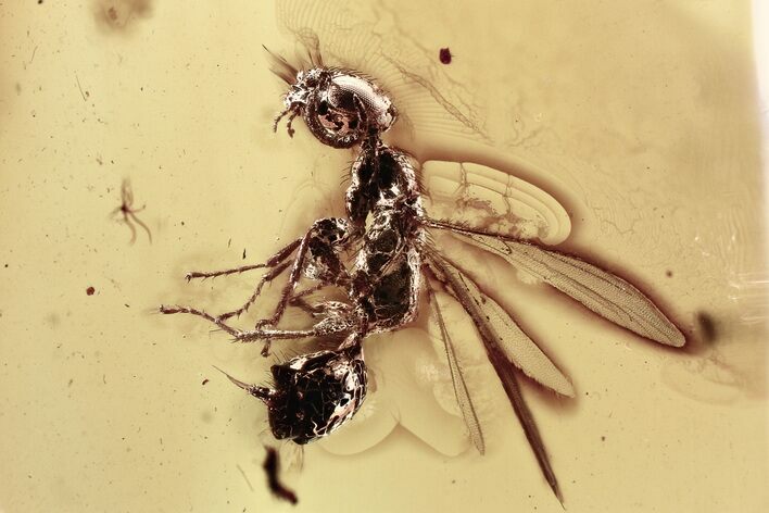 Detailed Fossil Flying Wasp (Bethylidae) In Baltic Amber #357909